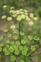 italian parsley