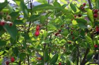 juneberry