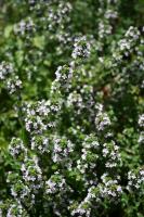 Thyme