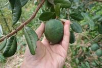 feijoa