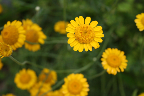 dyers chamomile