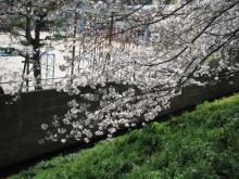 裁判所裏の小道の桜