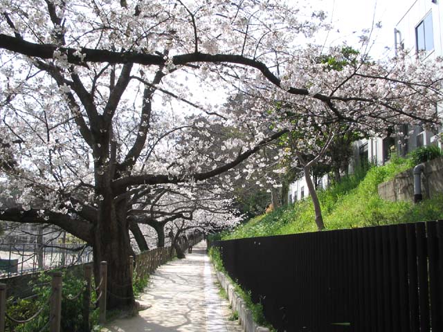 裁判所裏の小道の桜