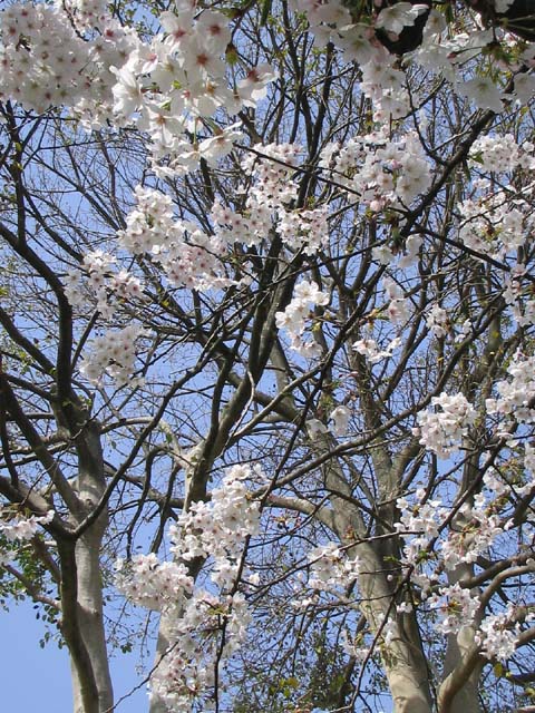 裁判所裏の小道の桜