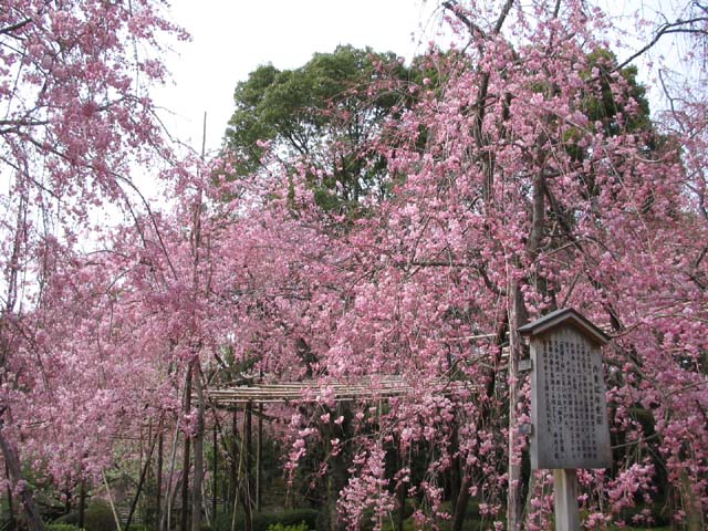 桜