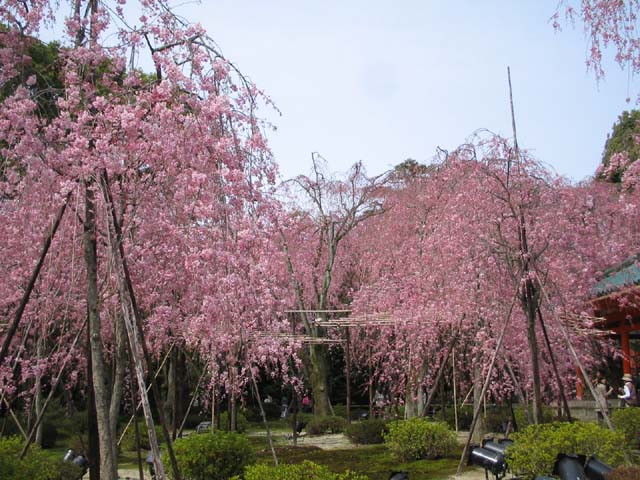 桜