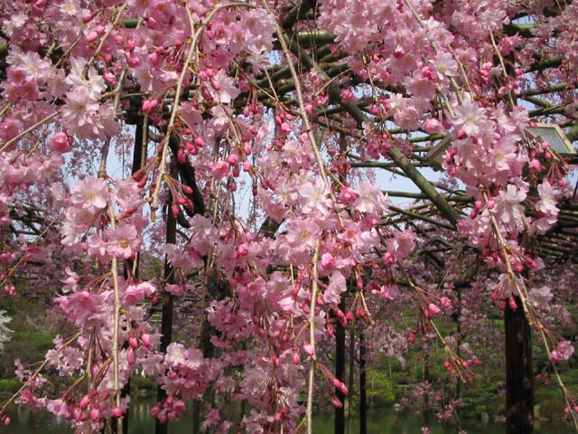 まだまだ桜