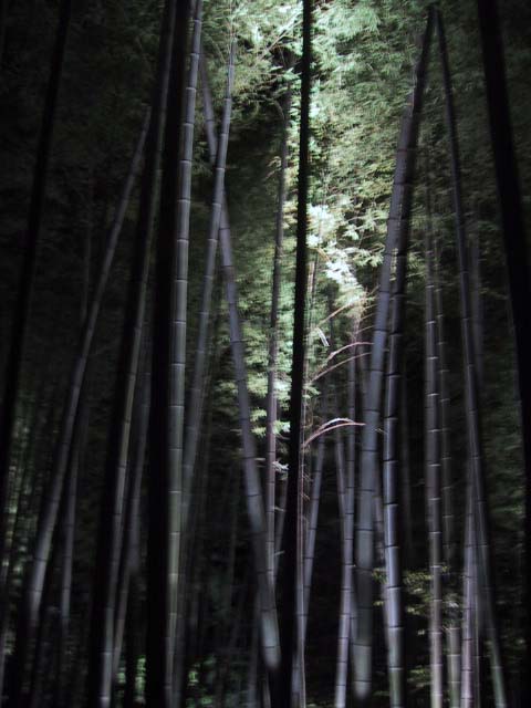 高台寺の竹林