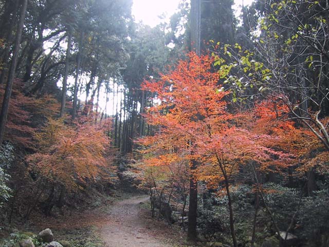 しゃくなげ谷