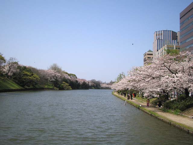 舞鶴公園の桜