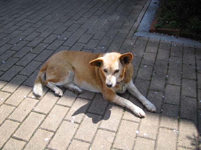 犬