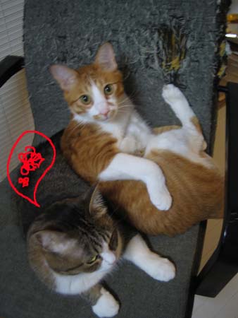 レオ&チャビ レオ&チャビ