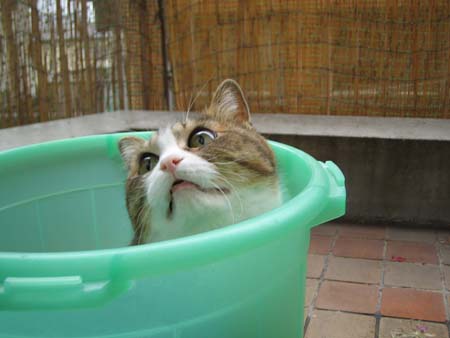 チャビ チャビ