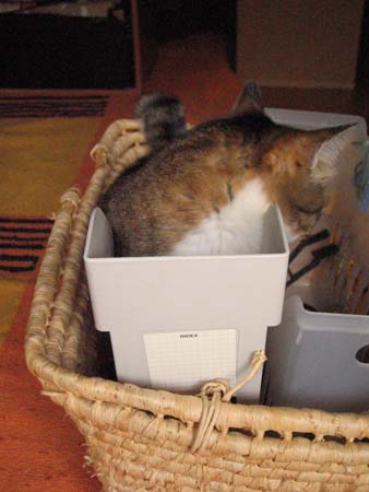チャビ チャビ