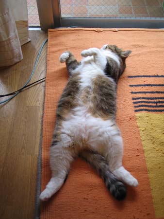 チャビ チャビ