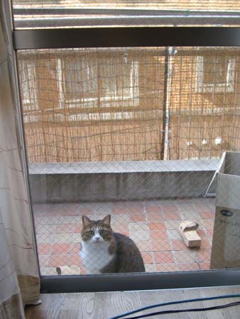 チャビ チャビ