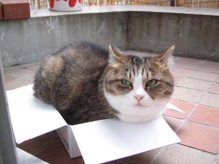 チャビ チャビ
