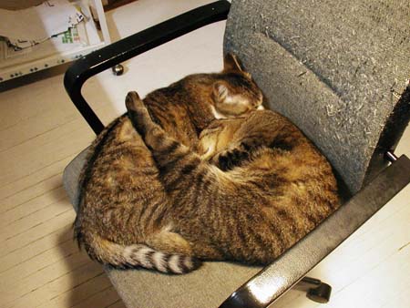 チャビ&クー チャビ&クー