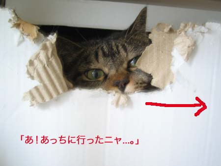 クー クー