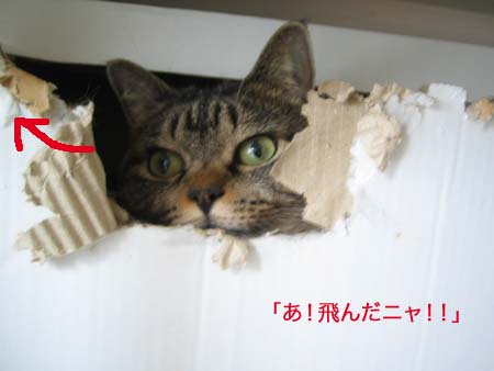 クー クー