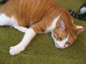 猫あいさつ 猫あいさつ