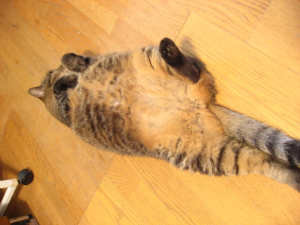 猫あいさつ 猫あいさつ