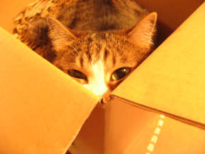 猫あいさつ 猫あいさつ