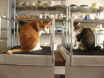 猫画像 猫画像