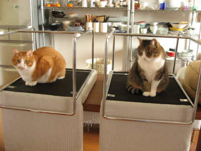 チャビ&れお チャビ&れお