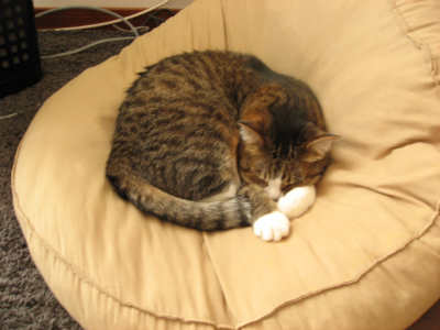 眠る猫 眠る猫