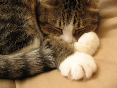 眠る猫 眠る猫