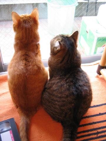 チャビとレオ チャビとレオ