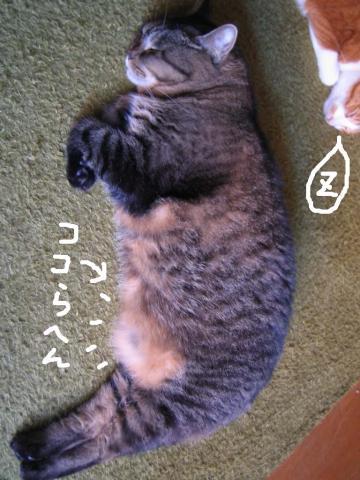 クー クー