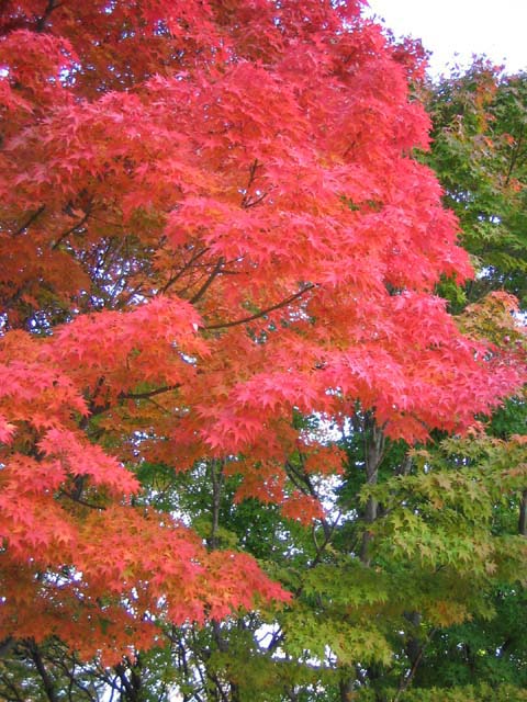 石窟庵の紅葉